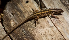 Liolaemus schroederi