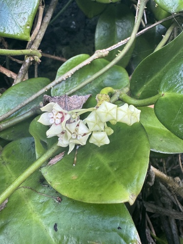 Hoya australis observed 2026-02-19
