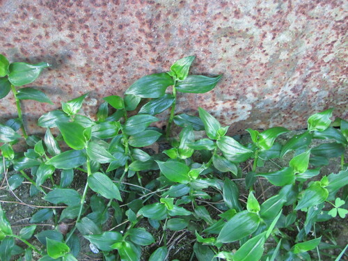 Tradescantia fluminensis