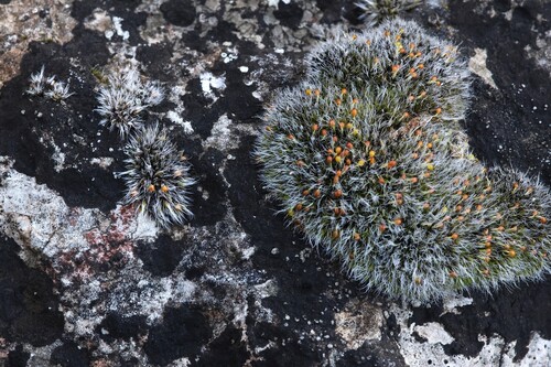 Grimmia crinita, 2026-02-21