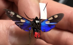 Procalypta victorina