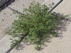 Oncosiphon pilulifer