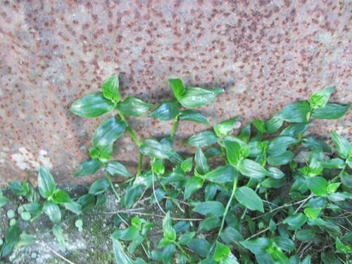Tradescantia fluminensis