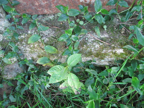 Tradescantia fluminensis