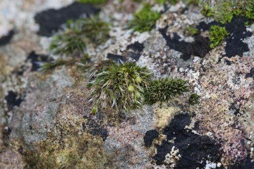 Grimmia crinita, 2026-02-21