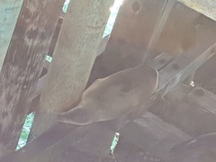 Zalophus californianus