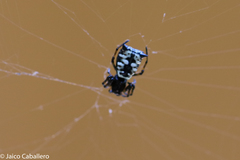 Micrathena saccata