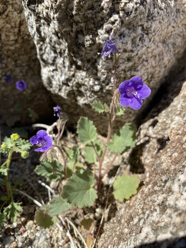 Wild canterbury bells (Phacelia minor)