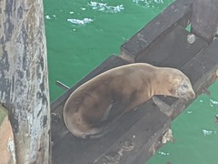 Zalophus californianus