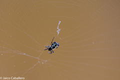 Micrathena saccata