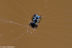 Micrathena saccata