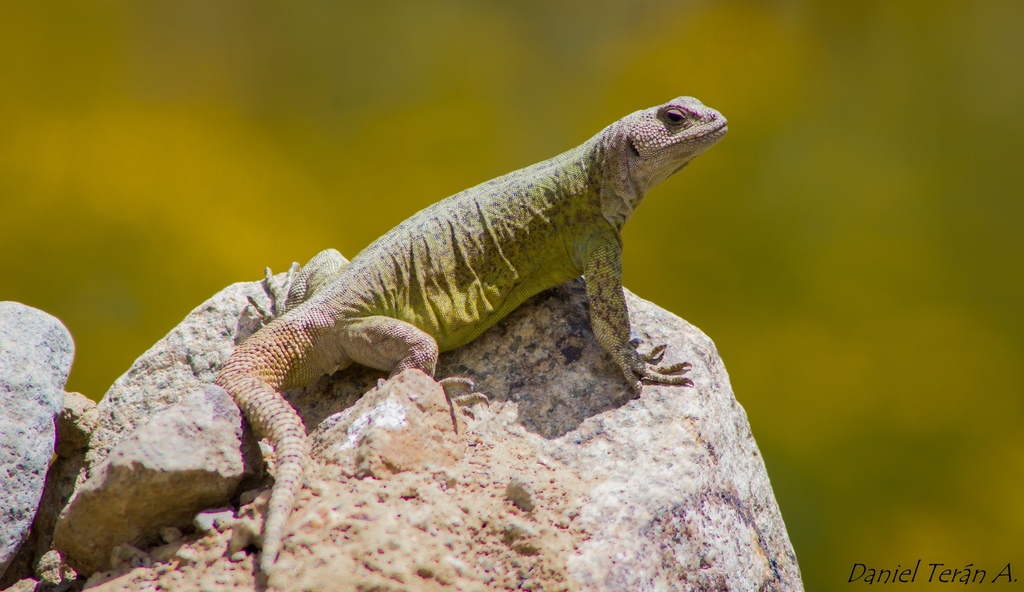 Riecillo Valley Chuckwalla
