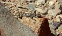 Liolaemus leopardinus