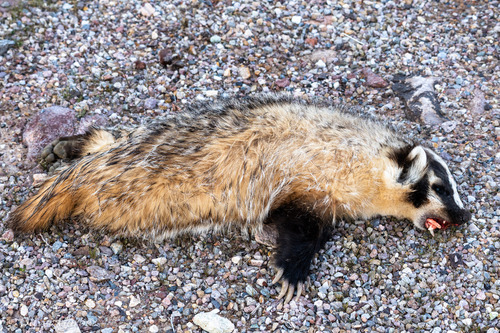 American Badger observed by abnerprairiedog