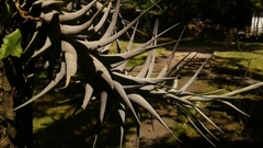 Tillandsia incarnata