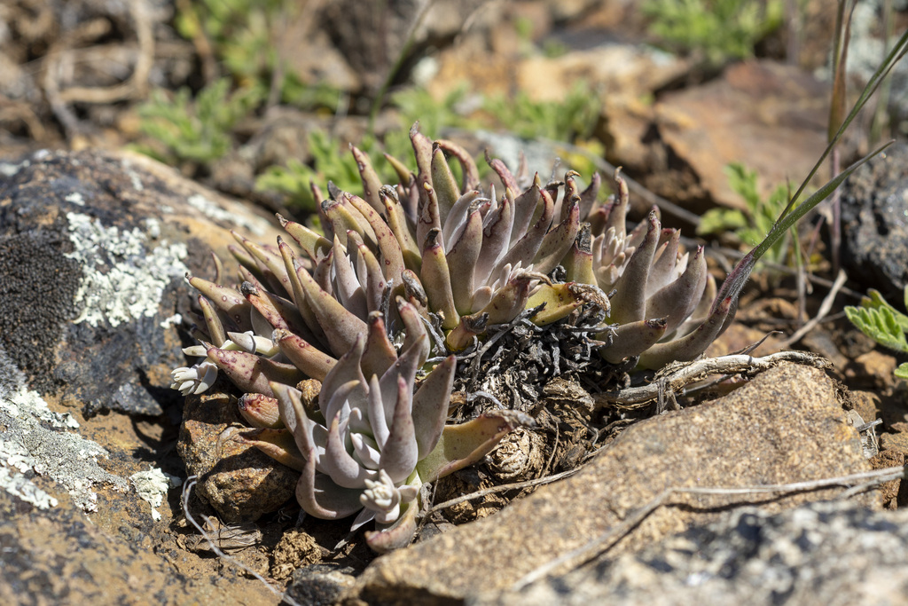 Dudleya alainae Reiser 2
