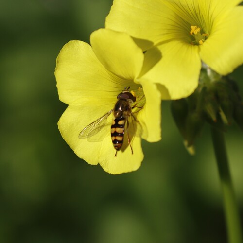 Unknown species found near Point Loma Heights, San Diego, CA, USA