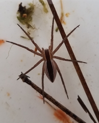 Pisaurina brevipes