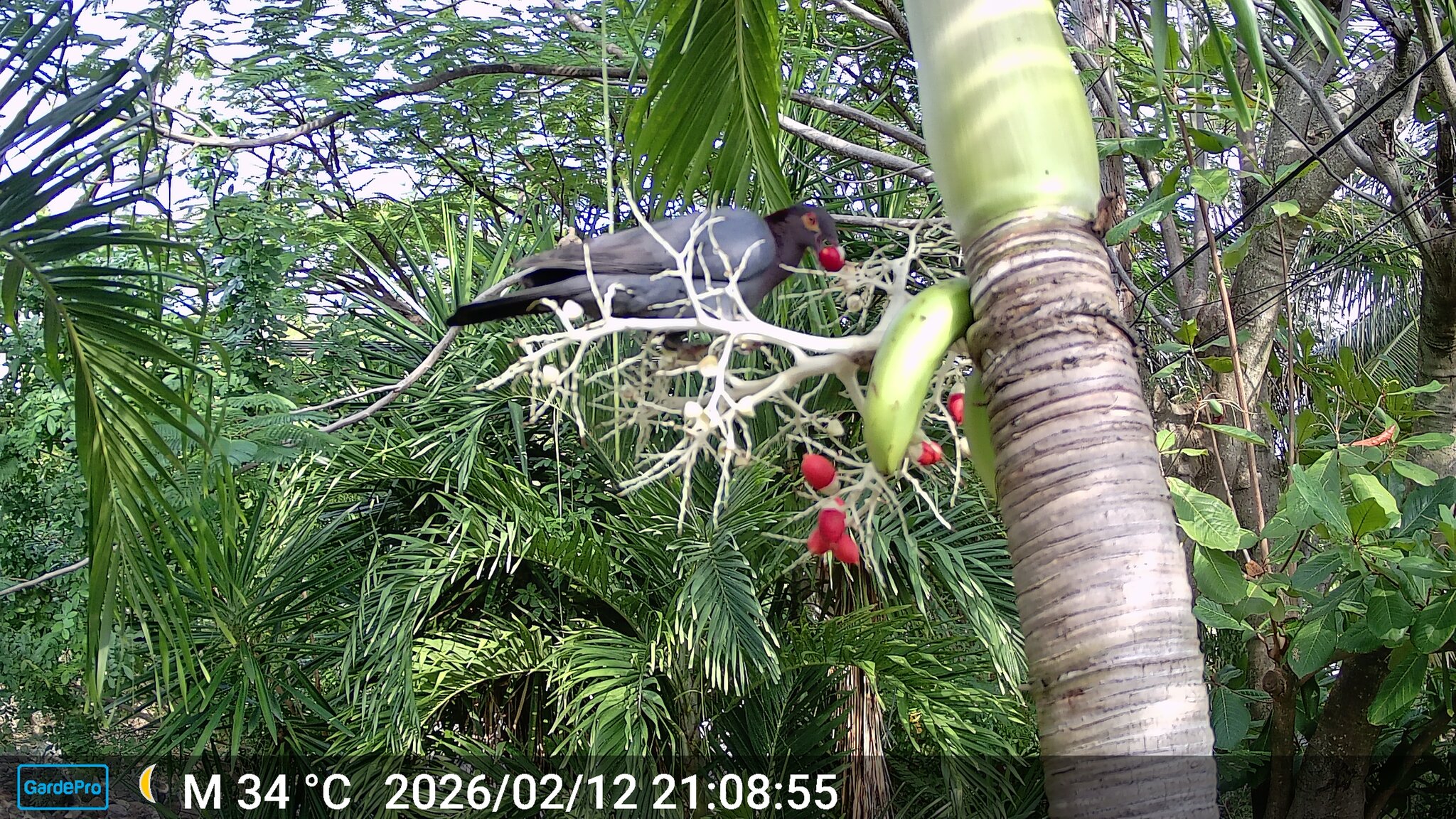 Scaly-naped Pigeon (Patagioenas squamosa), photo 4