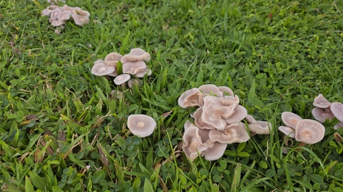 Clitocybe, 2026-02-21