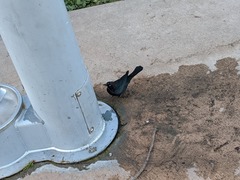 Euphagus cyanocephalus