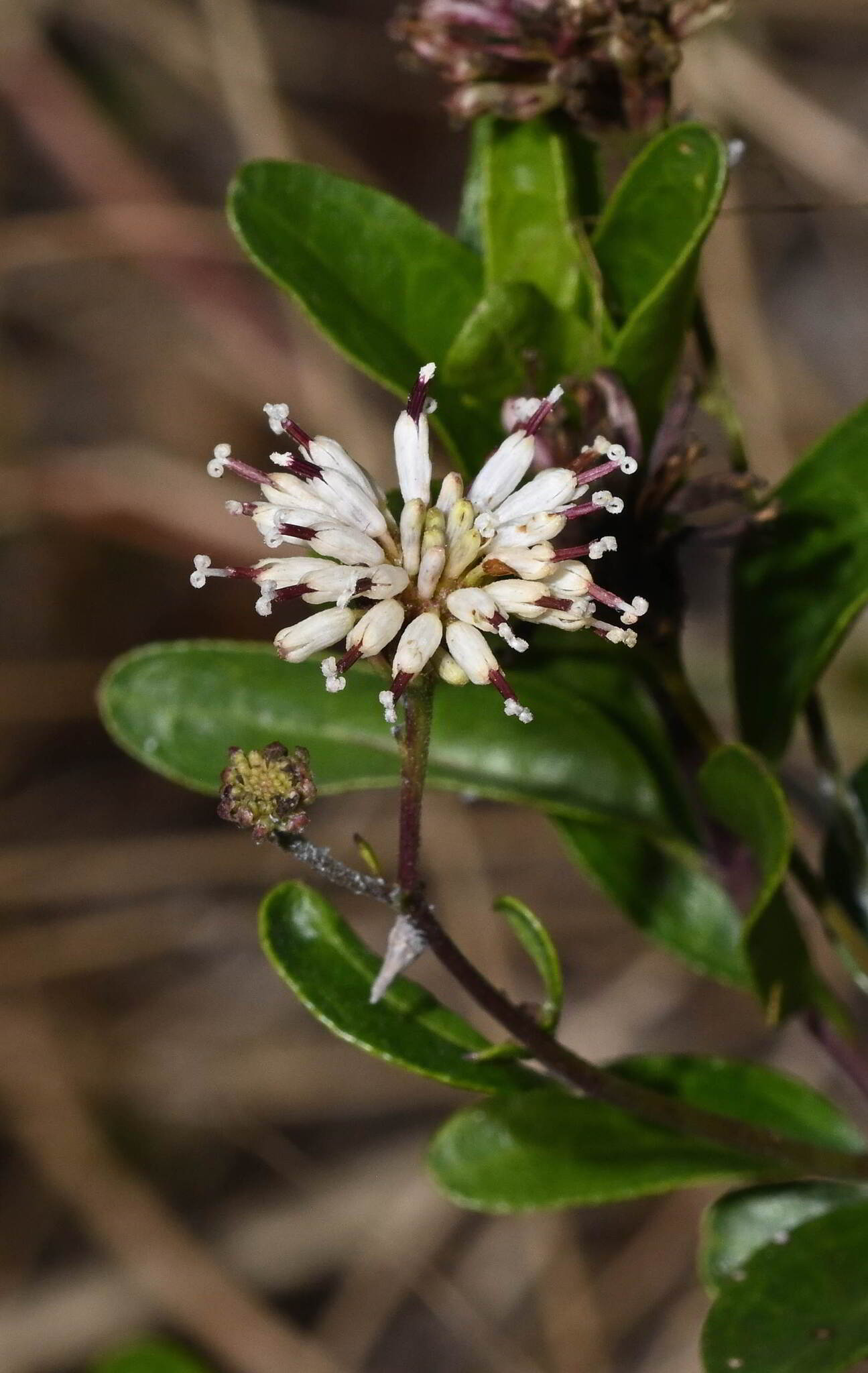 Feay's Palafox (Palafoxia feayi)