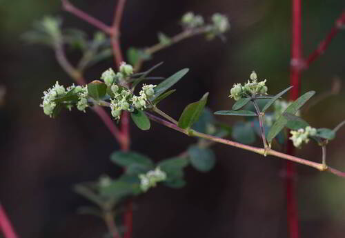 Roadside Sandmat (Euphorbia lasiocarpa)
