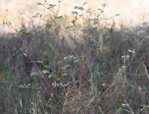 Euphorbia lasiocarpa, photograph 2