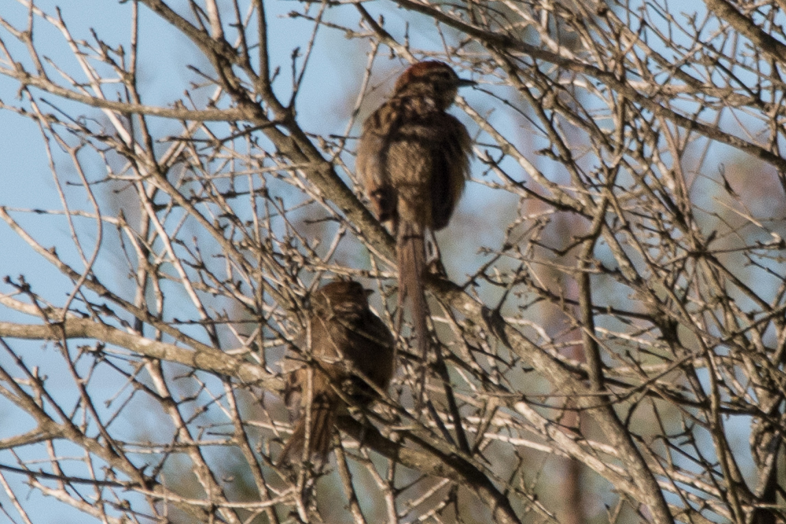 Chotoy Spinetail (Schoeniophylax phryganophilus), photo 5