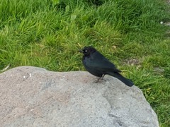 Euphagus cyanocephalus