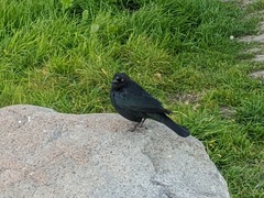 Euphagus cyanocephalus