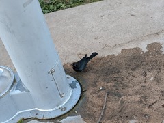 Euphagus cyanocephalus