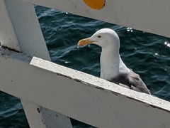 Larus occidentalis