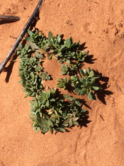 Nuttallanthus texanus