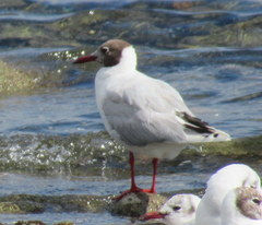 Chroicocephalus maculipennis