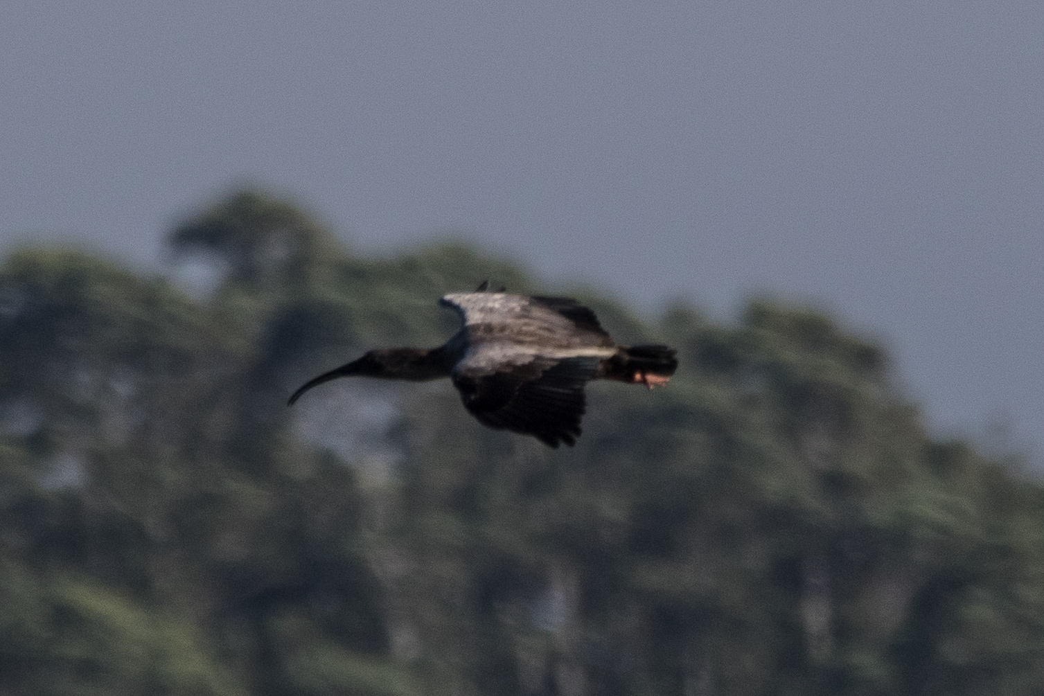 Plumbeous Ibis (Theristicus caerulescens), photo 3