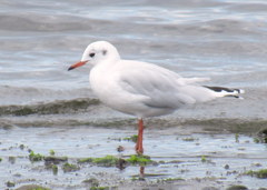 Chroicocephalus maculipennis