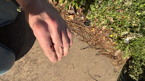 Seven-spotted Lady Beetle
