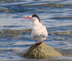 Sterna hirundinacea