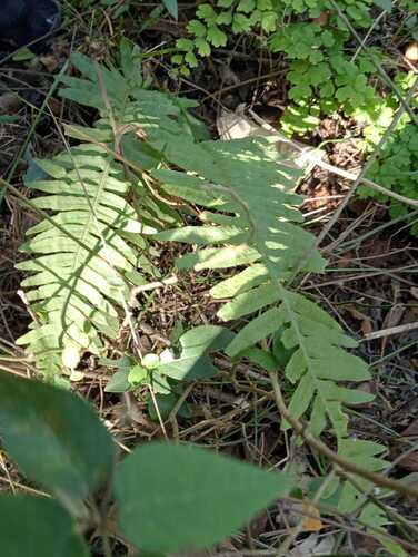 Polypodium plesiosorum observed 2026-02-07