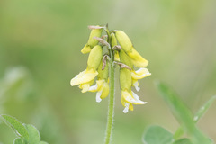 Astragalus umbellatus