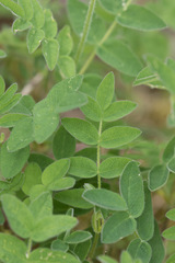Astragalus umbellatus