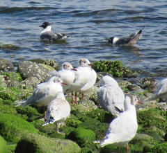 Leucophaeus pipixcan