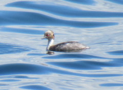 Podiceps occipitalis