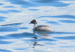 Podiceps occipitalis