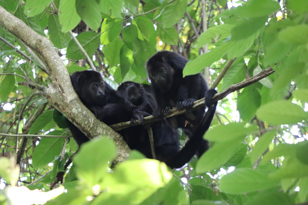 Yucatán Black Howler Monkey in February 2026 by thomas_j · iNaturalist