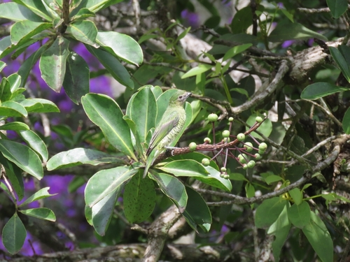 Swallow Tanager (Tersina viridis), photo 6