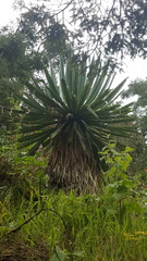 Furcraea parmentieri