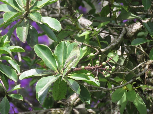 Swallow Tanager (Tersina viridis), photo 7
