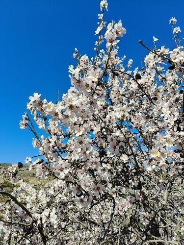 Avistamiento Almendro